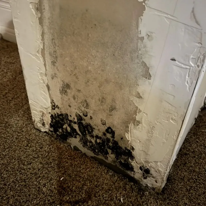 Professional Mold Removal in New Matamoras, OH